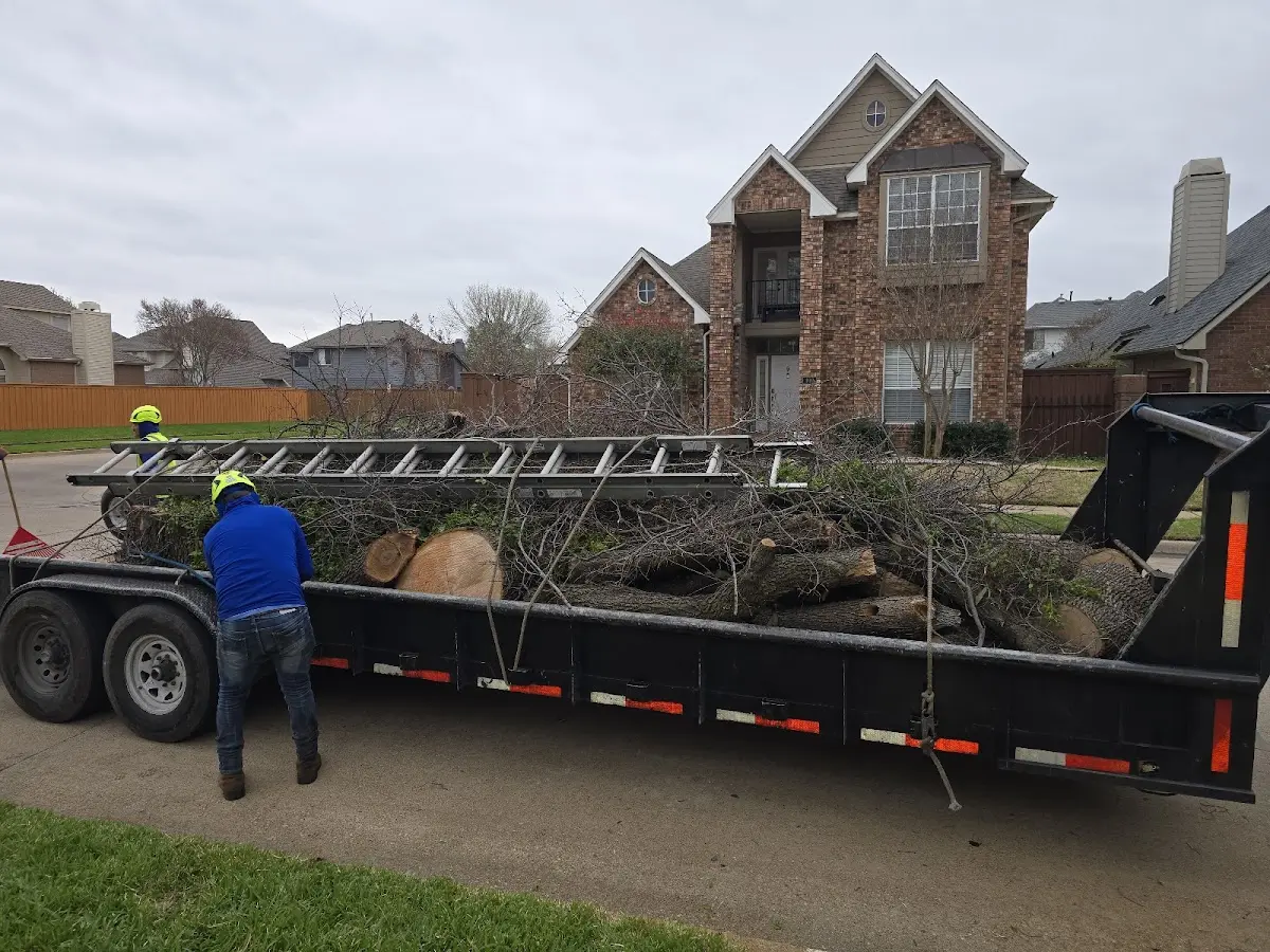 Expert Tree Pest Control with proper safety equipment in Lockesburg